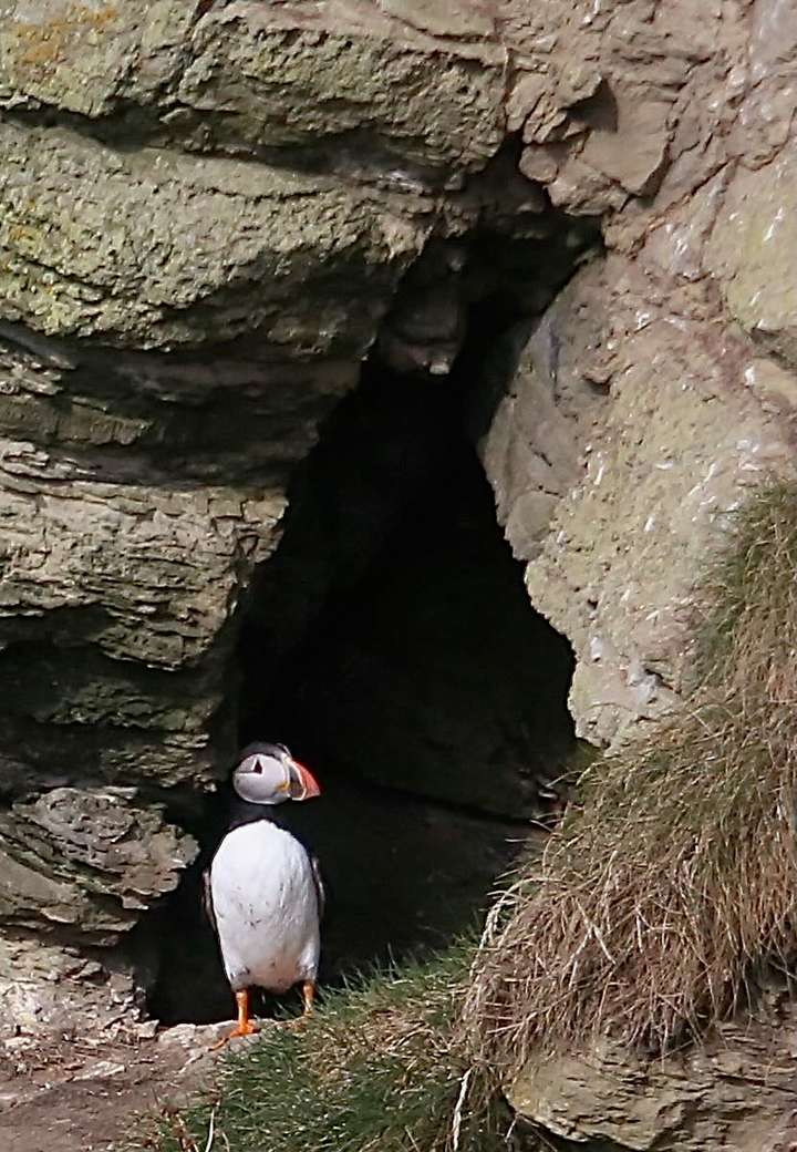 Puffin