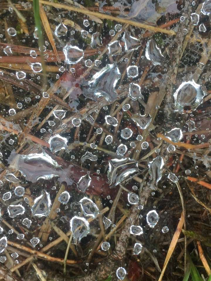 Regendruppels in spinnenweb op de hei